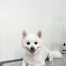 하루가다르개 이미지