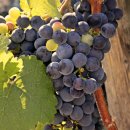 동운농장 이미지