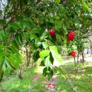 군산월명종합경기장실내게이트볼장 | 군산 벚꽃 3대 명소 월명공원 은파호수공원 월명체육관