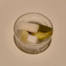 상대초등학교 | 유성 양식 추천 상대동 브런치 신상카페 탑립커피 상대점 솔직후기 감베로 크림파스타 가리비관자파스타