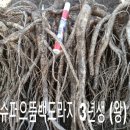정성슈퍼 이미지