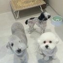 김소율샵 이미지