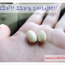 (주)한국씨엔에스팜 이미지