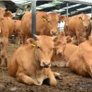 도출목장 이미지