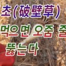 건강약초