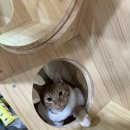 보기도기