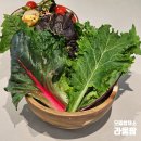 라움팜 | 모듬쌈채소 종류 수경재배 쌈야채 싱싱한 라움팜