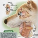 아틀라스동물의료센터 네이버블로그