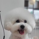 가장 아름답개 이미지