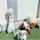 놀루오숑 이미지