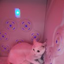 알았당개 이미지