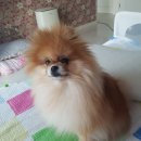 멍냥이발소 이미지