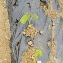 선우농장3 이미지