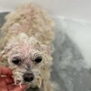 도그보니타 이미지