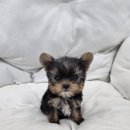 퍼피메이트 안심분양센터 동탄 강아지분양 이미지