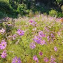 경남다사랑산악회해인사(소리길)산행후기 이미지