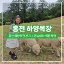 목동목장 | [홍천 하양목장] 아이와 가볼만한 곳, 양 산책 목동체험 후기 :-)