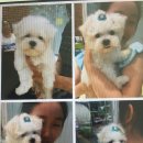 온마음 동물메디컬센터 이미지