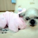 꽃님이