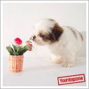 귀여운강아지 이미지