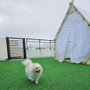 종달구경 이미지