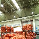 안동청과 이미지