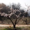 매실향기 이미지