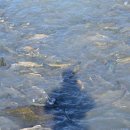 국민연어 이미지