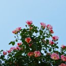 온화하게 예쁜ㅡ투톤 찔레장미 - by 모모수계 이미지