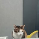 뉴에스동물병원 이미지