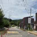 서울 근교 수국 명소, 용인자작나무숲 주말 방문 후기(주차, 실시간 개화현황)