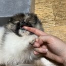 새하가온 이미지