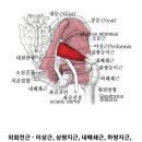 힙힌지 근육 ㅡ 외회전 내회전 근육 ㅡ 골프의 골반턴 동작 이미지