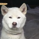 동물농장 국민일보