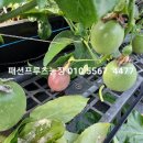 조아팜