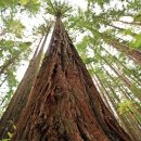 레드우드 이미지