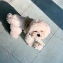 더 마이무 | 구미 반려동물 케이크 더마이무, 강아지 입체 케이크 후기