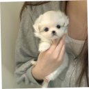 퍼피라이프 | 영통강아지분양, 퍼피에몽에서 강아지 입양한 후기