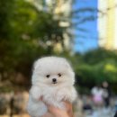 청주강아지분양 애견입양 애견미용 바른펫 이미지