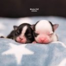 윈터펠 치와와 이미지