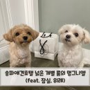멍그니엘 애견호텔 서울강동점 | 송파애견호텔 넓은 개별 룸의 멍그니엘 (feat. 잠실, 위례)