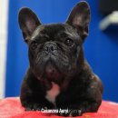 카사노바에리켄넬 이미지