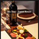 스테이포레스트 이미지