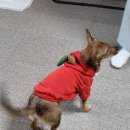 콩밭매는 강아지 이미지