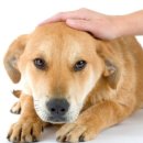 어울림 동물병원 이미지