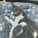 폴캐터리 이미지