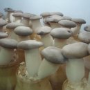버섯재배 도전기 이미지