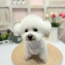 더 귀엽개 이미지