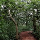 천년비자 이미지