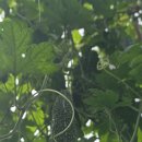 여주-0808 Daum카페